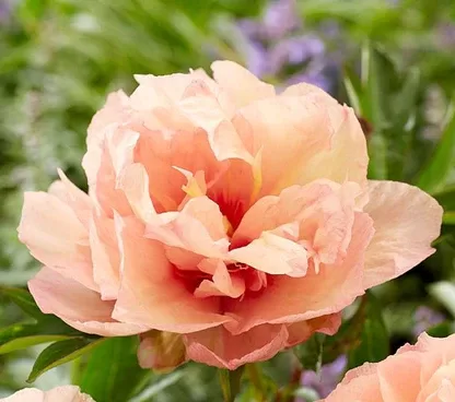 14. ITOH peonijas 'Royal Blush' 3/5 pumpuru sakne